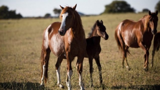 Manejo y bienestar animal ante signos clínicos de Encefalomielitis