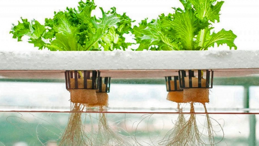 Cultivar sin suelo: la alternativa innovadora para producciones intensivas