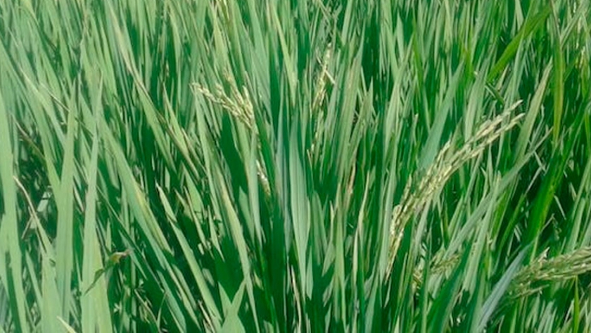 El 75% del arroz entrerriano presenta condición buena