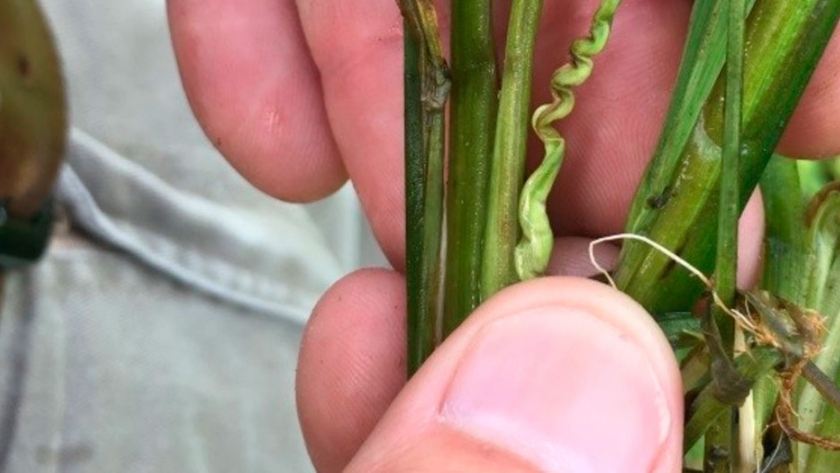 Detección temprana de síntomas de Entorchamiento en plántulas de arroz, en el norte de Corrientes