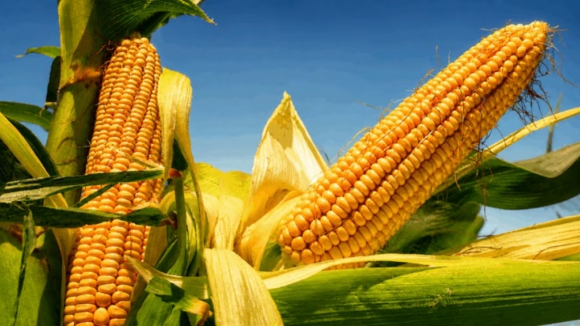 Maíz tardío: cómo la ciencia argentina llevó el cultivo a zonas donde antes no era rentable