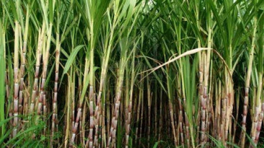 Apuntan a mejorar producción de plantines de caña de azúcar