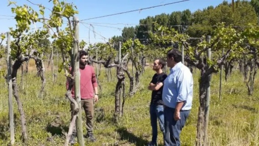 Tormentas en la zona Este: el granizo causó daños sobre la producción menores al 5%