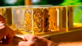 Diseñan una colmena urbana para convertirse en apicultor desde el hogar