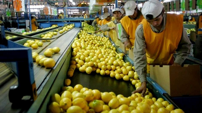 La Unión Europea destacó el trabajo de la Argentina en la exportación de cítricos
