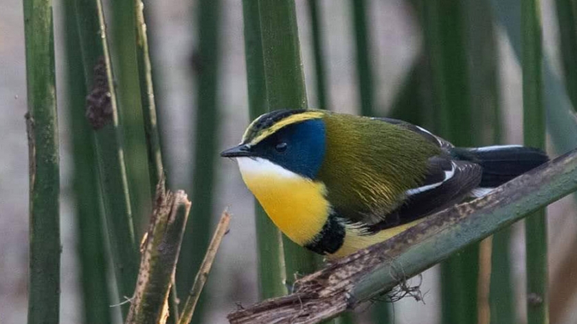 Salta enamora con sus aves y naturaleza