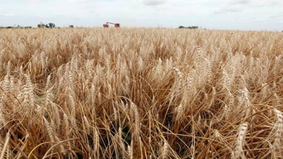Mucho más que granos: construcción sustentable a base de trigo 