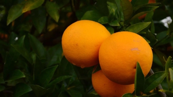 Estudian el impacto del HLB en naranjas valencia