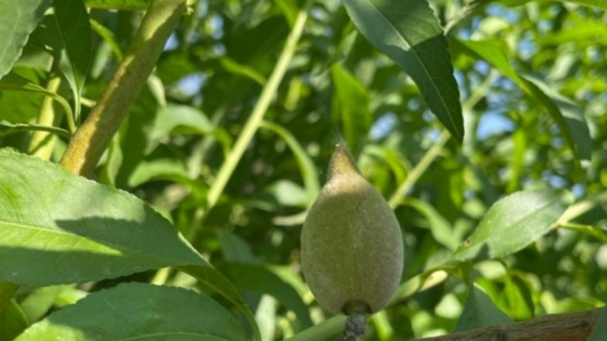 Estudian los requerimientos de temperatura en almendros