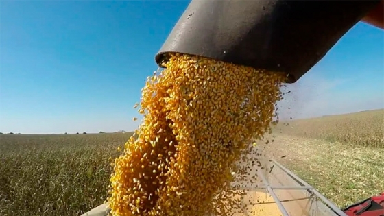 Se espera un crecimiento mayor al 5% en la producción mundial de maíz