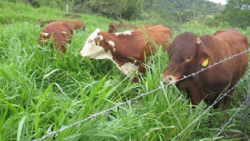 Estudian variedades de forrajes para alimentación ganadera