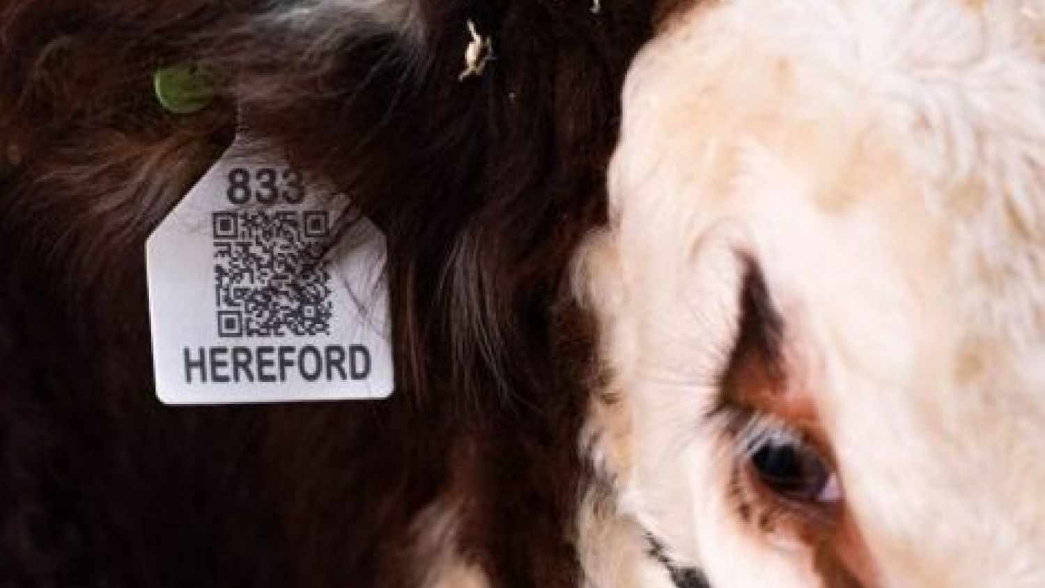 Carne Hereford con trazabilidad: el frigorífico que busca llevar la historia del animal hasta el consumidor