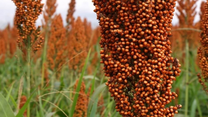 Sequía e intenso ataque de pulgones afecta al cultivo de sorgo
