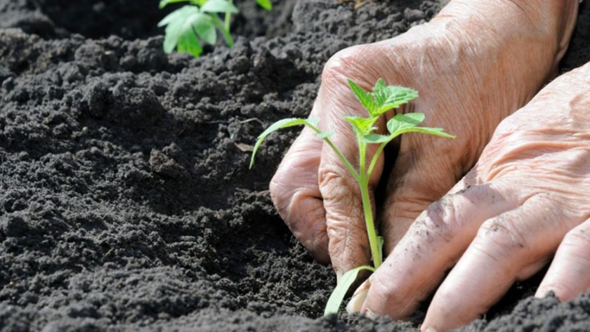 Talleres de huertas agroecológicas y alimentación saludable en Palma Sola