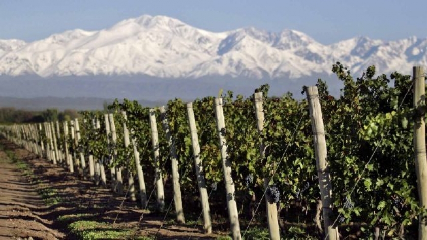 El cambio climático amenaza la producción de vinos en Mendoza