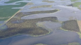 Inundaciones en Buenos Aires: el campo detiene su producción de girasol y acelera el traslado de ganado