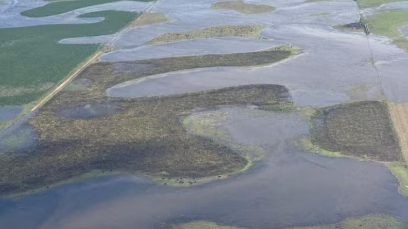 Inundaciones en Buenos Aires: el campo detiene su producción de girasol y acelera el traslado de ganado