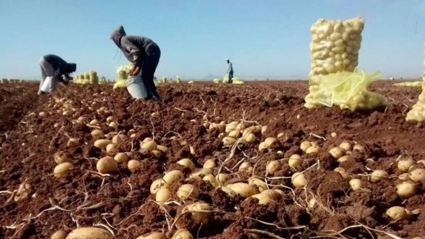 La papa genéticamente modificada y resistente al tizón podría ayudar a África Oriental a combatir el hambre y avanzar hacia la autosuficiencia alimentaria