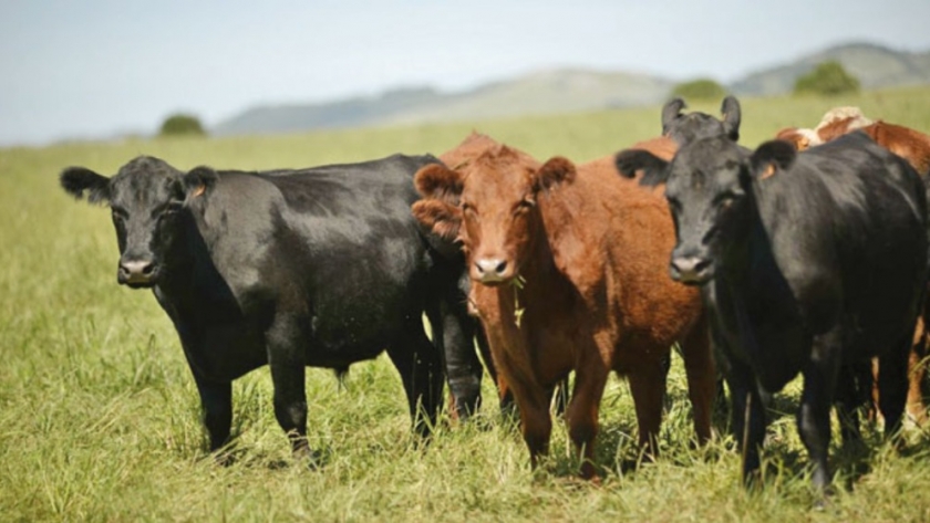 Uruguay implementa un “hotel de terneros” para alojar animales