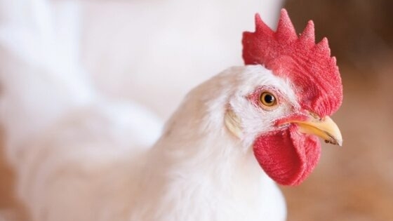Los dilemas del pollo: La industria avícola garantiza la oferta interna, pero advierte que hace 5 años no invierte y que cada vez exporta menos