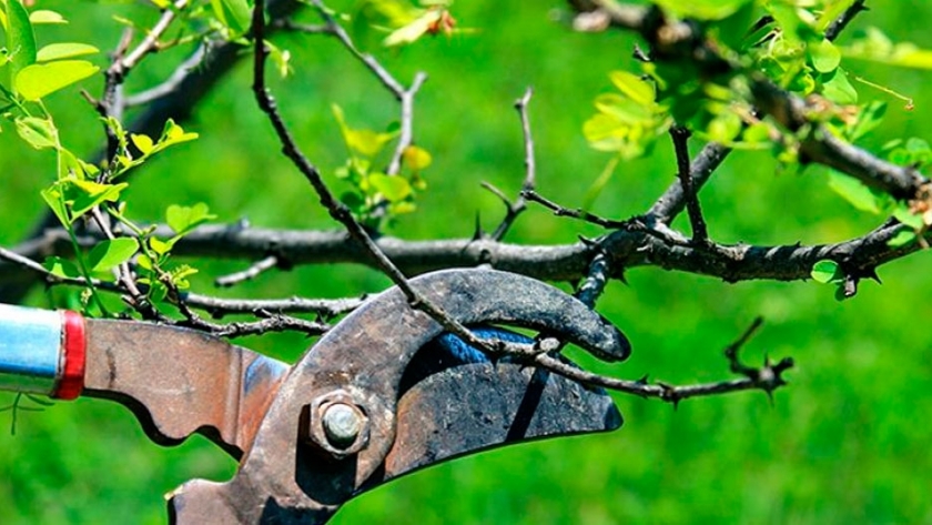 Utilizan restos de poda de cítricos para generar energía