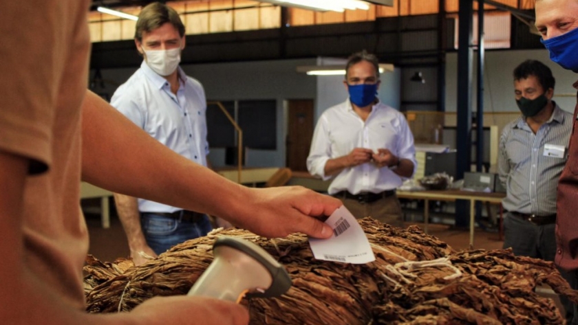 Campaña 20/21: Misiones estima un acopio de tabaco de más de 27 millones de kilos