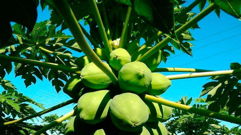 El mamón, herramienta de diversificación para los productores del Norte correntino