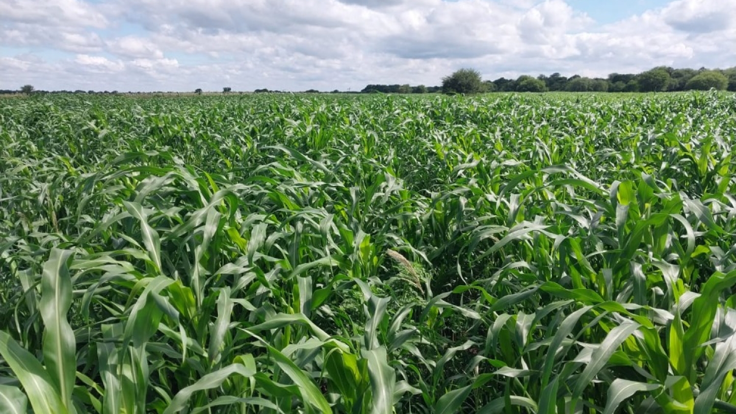 El sorgo gana lugar como respaldo para la ganadería ante el riesgo de un nuevo El Niño