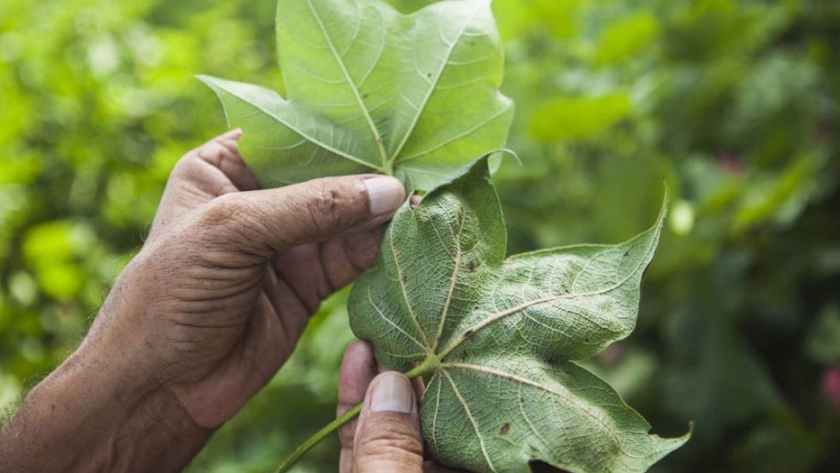 Nutrición foliar en las plantas es fundamental para el uso eficiente de fertilizantes