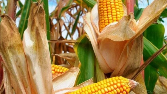 Súper campaña: anticipan número récord para el maíz y soja en excelentes condiciones