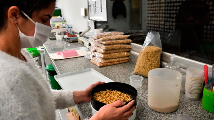 Legumbres: el impulso del boom vegano y el faro del maní