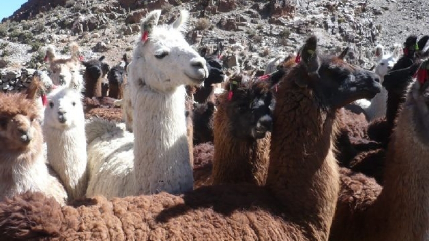 Jujuy refuerza la producción de llamas con un plan para mejorar la fibra y generar más valor en la Puna