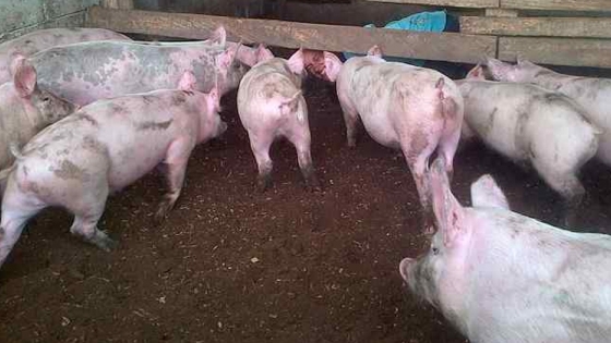 Aspectos que limitan la producción de cerdos, en Venezuela