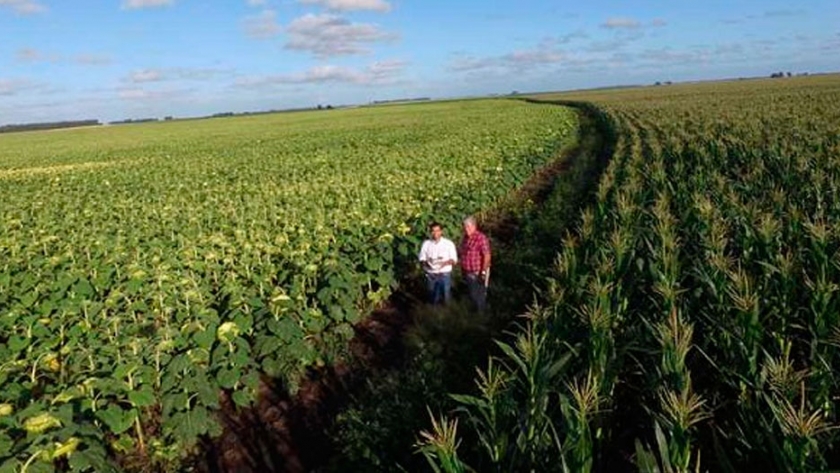 El nivel de aceite marca la pauta en girasol