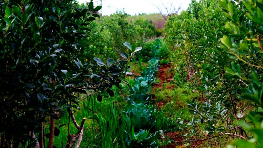 Abono orgánico a gran escala de la mano de productores misioneros