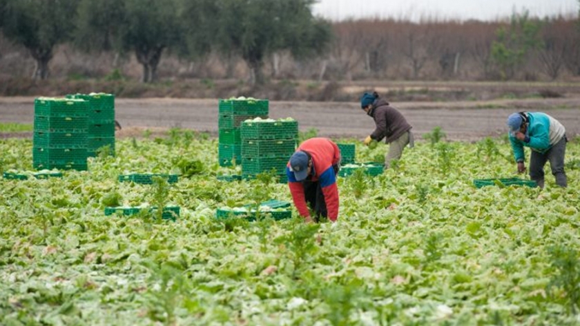 Punto por punto: así es el protocolo para productores y trabajadores agrícolas