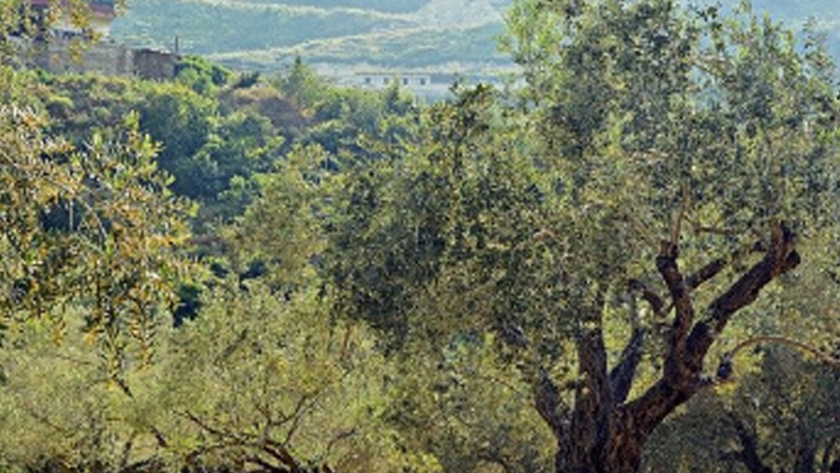 Italia avanza en nuevas técnicas de cultivo del olivo
