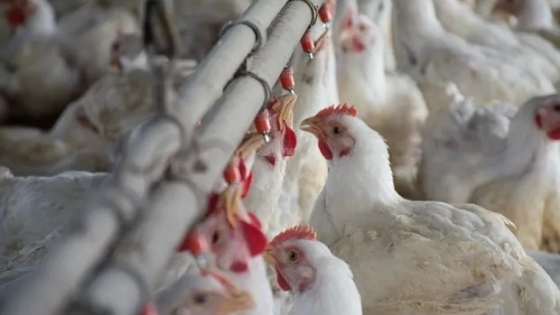 <Trabajadores avícolas lograron un aumento salarial del 7 %