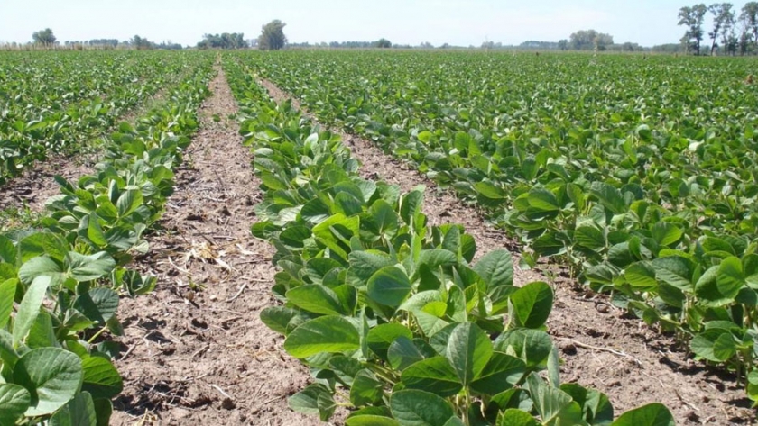 Comparación de rendimientos promedio entre subgrupos de cultivares RR1 e IPRO en ensayos RECSO en Entre Ríos y Corrientes
