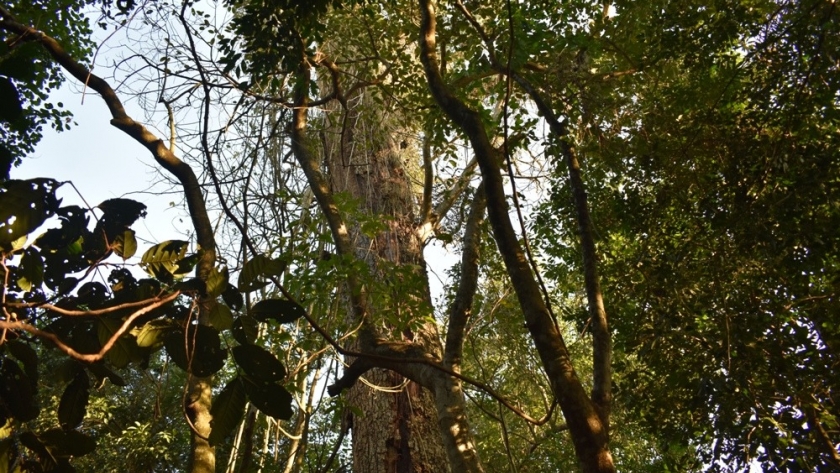 COP28 | Se requiere implementar urgentes acciones estratégicas en el Chaco y el Pantanal para evitar un mayor impacto climático