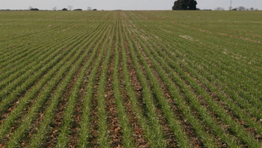 Las precipitaciones en la región pampeana causan alivio sobre el trigo y abren la siembra de maíz