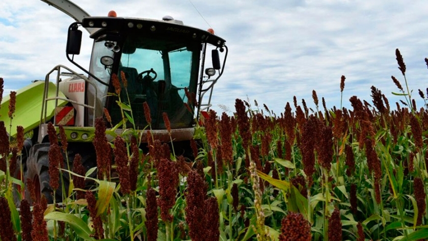Inscripción de empresas que quieran exportar cebada, soja, maíz y sorgo a China
