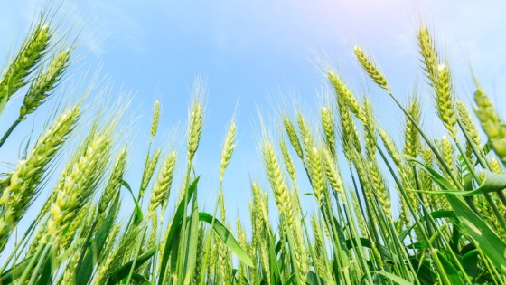 La carencia de lluvias impediría una cosecha récord de trigo