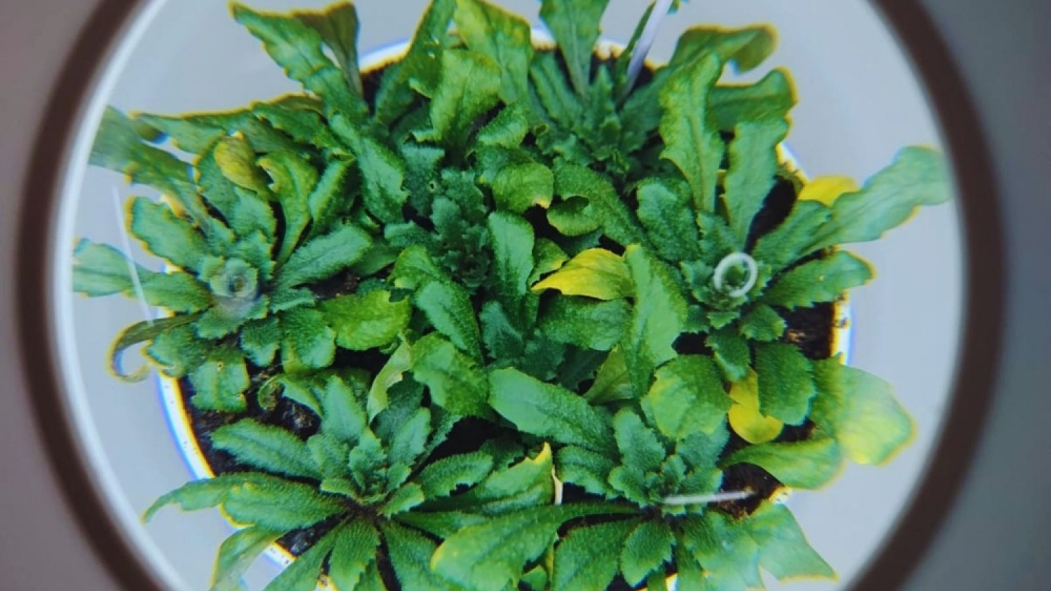 Científicos argentinos descubren un mecanismo que fortalece las defensas naturales de las plantas y abre nuevas oportunidades para la agricultura