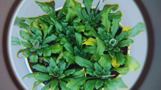 Científicos argentinos descubren un mecanismo que fortalece las defensas naturales de las plantas y abre nuevas oportunidades para la agricultura