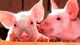 Guía de los sentidos para localizar cerdos enfermos