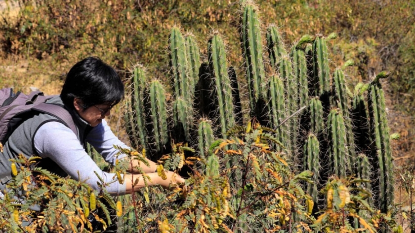 Investigadores de la UNMSM buscan preservar cactáceas en peligro de extinción