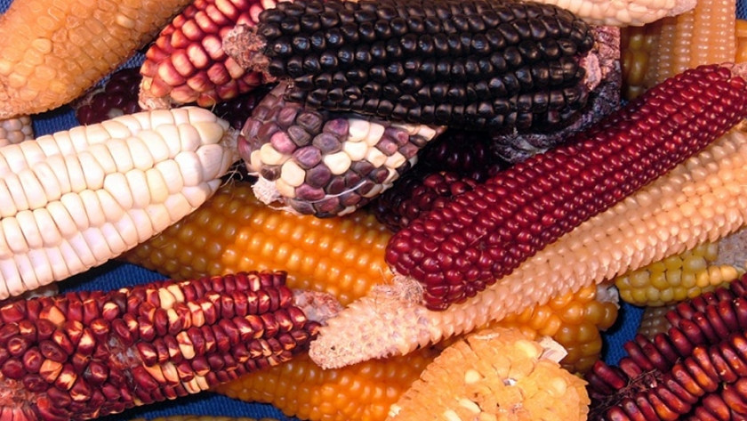 La importancia de conservar las variedades locales