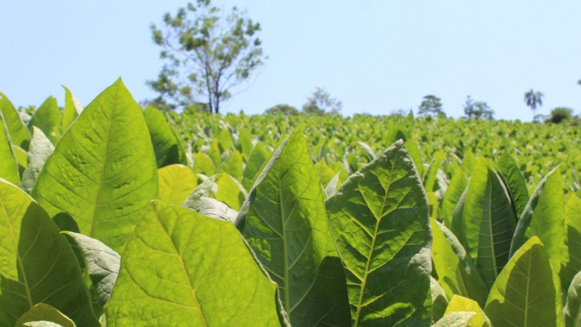 Productores tabacaleros no tendrán descuentos en el FET