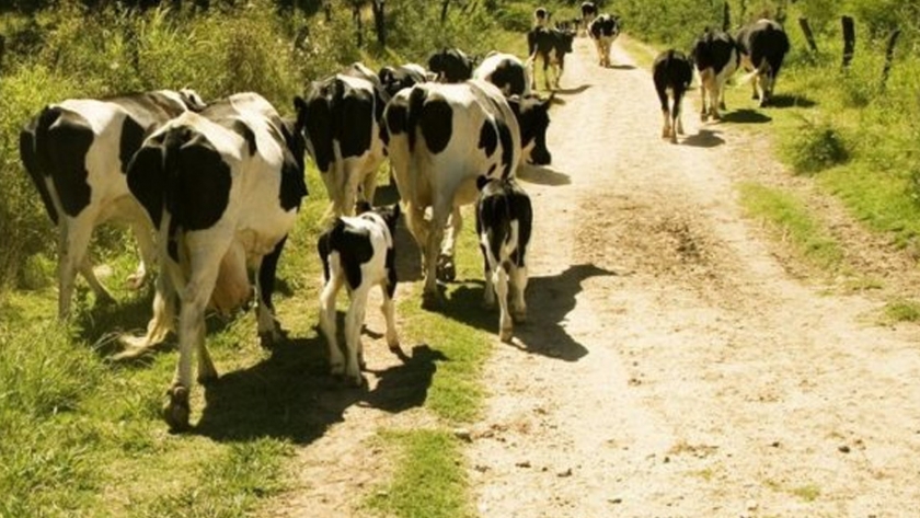 Equipos territoriales apoyan el desarrollo productivo de la agricultura familiar